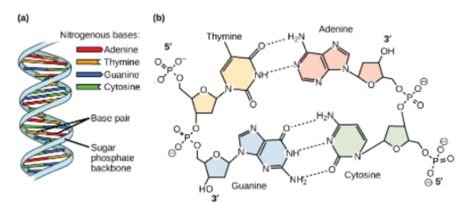 <p><strong>Sugar–phosphate backbones</strong> are on the <em>outside </em>of the helix.</p><p><strong>Nitrogenous bases</strong> point toward <em>center </em>of the helix.</p><p>C<strong>omplementary base pairing</strong> with <strong>H-bonds </strong>helps<em> hold the strands</em> together.</p><p>A always pairs with T (<strong>two </strong>hydrogen bonds).</p><p>G always pairs with C (<strong>three </strong>hydrogen bonds).</p>