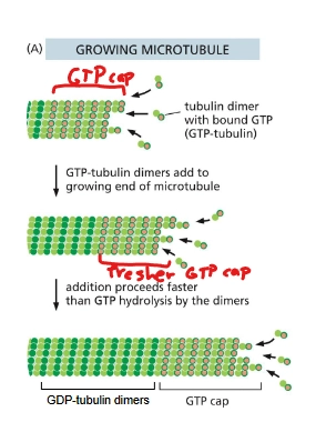 <p>growth: αβ-tubulin dimers bound to GTPs are added at the (+) end. Shortly after dimer is added, β-tubulin hydrolyzes GTP to GDP. If growth is fast, this hydrolysis is slower than the addition of new dimers so that there’s a strong GTP cap to be added upon.</p>