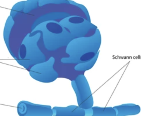 <p>what type of neuroglia is this and what does it do</p>