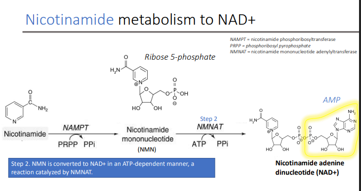 <p>ATP-dependent; NMNAT (nicotinamide mononucleotide adenylyltransferase)</p>