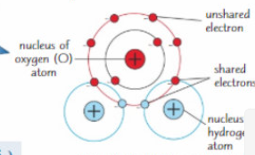 <ul><li><p>Molecule of water = one atom of oxygen joined to 2 atoms of hydrogen by shared electrons </p></li><li><p>Shared negative electrons from the hydrogen are pulled towards the oxygen atom → makes one side of each hydrogen atom slightly positively charged</p></li><li><p>Unshared negative electrons on the oxygen atom gives it a slight negative charge</p></li><li><p>Water is now a polar molecule - has both partially negative + positive charges on either side </p></li></ul><p></p><p></p>