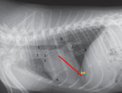 <p>the most cranial portion of the diaphragm</p>