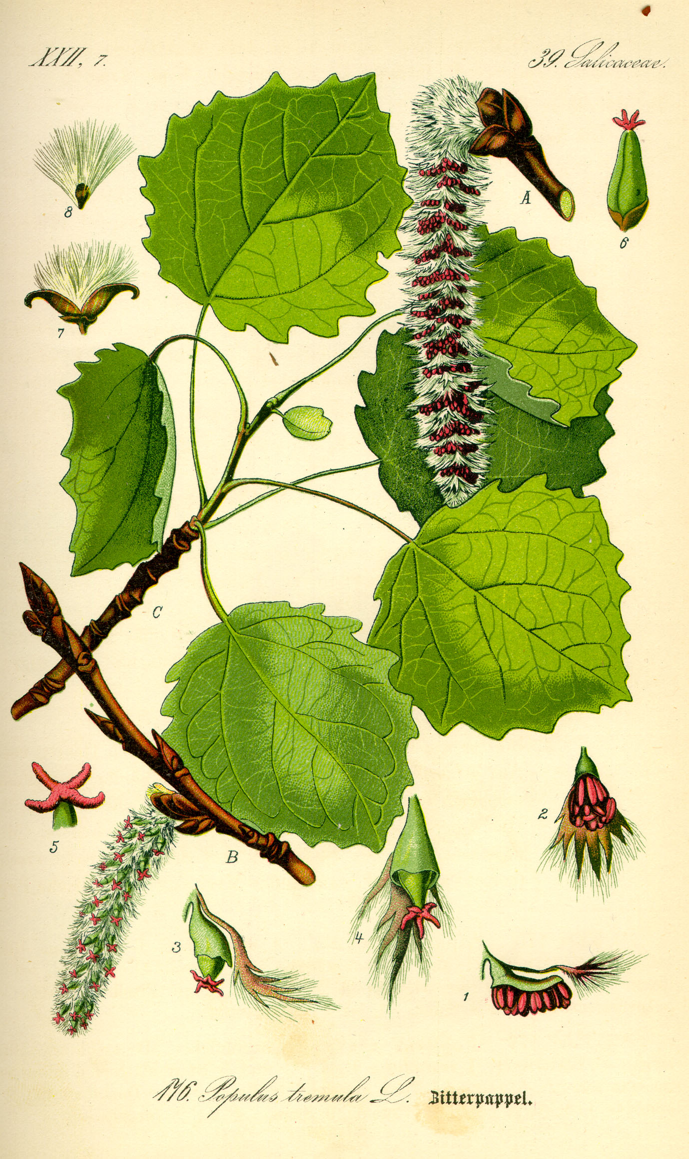 <p>Wrattenpopulier/ratelpopulier</p>