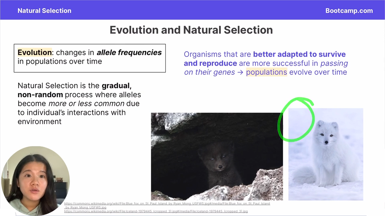 <p>the gradual, non random process where alleles become more or less common due to the individual’s interactions with the environment </p>
