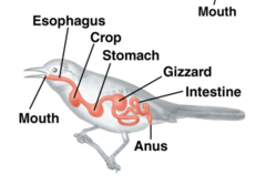 <p>An expanded portion of the oesophagus that stores and softens food and regulates its flow through the digestive tract. Well-developed in granivores such as Galliformes and Columbiformes; Columbiformes produce crop milk.</p>