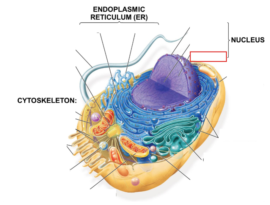 <p>Name that Animal Cell part</p>