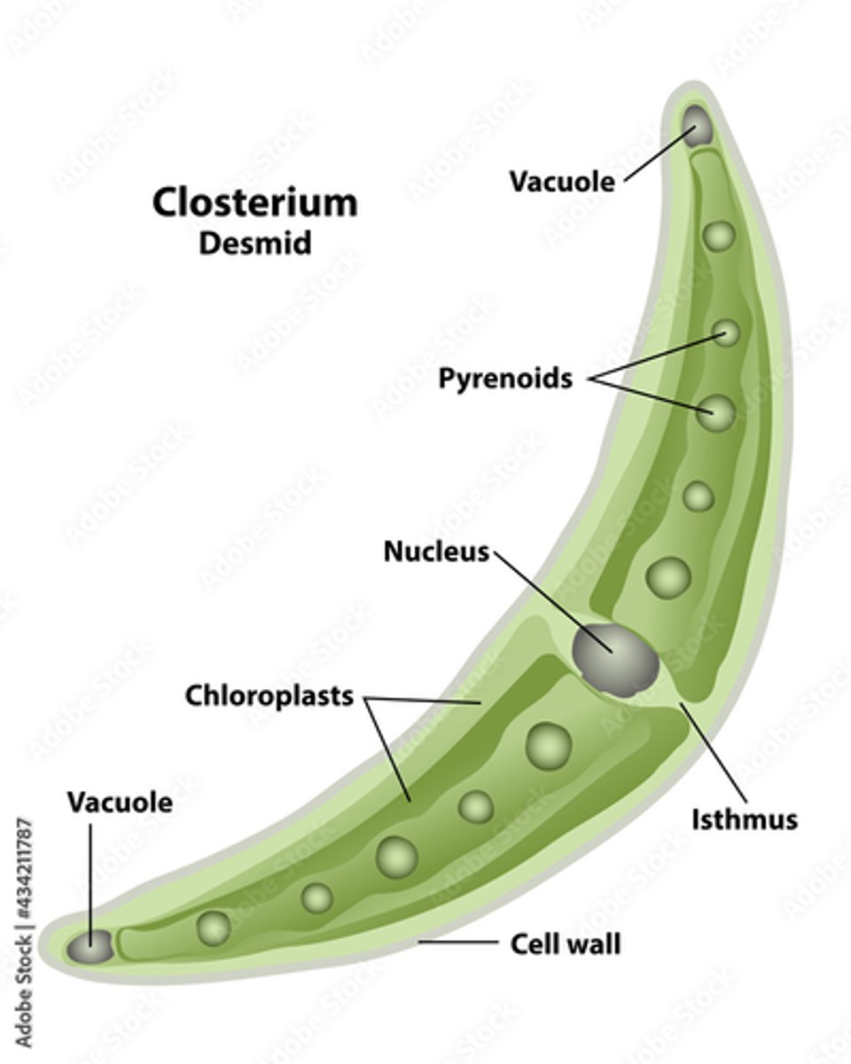 <p>a large group of freshwater green algae</p>