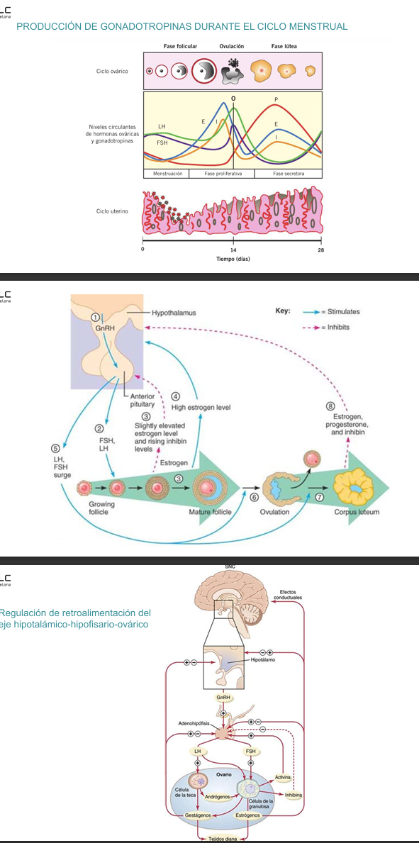 <p>El ciclo ovárico femenino está controlado por un sistema hormonal que involucra al hipotálamo, la hipófisis y los ovarios.</p><p>Todo comienza cuando:</p><ul><li><p>cuando el hipotálamo libera la GnRH, que:</p><ul><li><p>Estimula a la hipófisis anterior a secretar las gonadotropinas FSH y LH</p></li></ul></li></ul><p>La FSH promueve el crecimiento y maduración de los folículos ováricos, mientras que la LH colabora en este proceso y más adelante será clave en la ovulación.</p><p>A medida que los folículos crecen, comienzan a producir estrógenos y una hormona llamada inhibina</p><p>Cuando los niveles de estrógeno son moderados, actúan en retroalimentación negativa sobre la hipófisis, reduciendo la producción de FSH para evitar que se desarrollen múltiples folículos a la vez.</p><p>Sin embargo, cuando un folículo dominante alcanza la madurez, comienza a liberar una cantidad alta y sostenida de estrógenos. Esta elevación mantenida produce un cambio en la retroalimentación, pasando a ser positiva, lo que provoca un pico súbito de LH (y en menor medida de FSH).</p><p>Este pico de LH es lo que desencadena la ovulación: el folículo maduro se rompe y libera al ovocito secundario. Después de la ovulación, el folículo roto se transforma en el cuerpo lúteo, una estructura que secreta progesterona, estrógenos e inhibina. Estas hormonas preparan el endometrio para una posible implantación y, al mismo tiempo, ejercen retroalimentación negativa sobre el hipotálamo y la hipófisis, inhibiendo la liberación de GnRH, FSH y LH, evitando que se inicie un nuevo ciclo durante esta fase. Si no hay fecundación, el cuerpo lúteo degenera y los niveles hormonales caen, reiniciando el ciclo.</p><p>El aumento mantenido de estrógeno produce un pico agudo de LH (y en menor medida de FSH) justo antes del día 14, que desencadena la ovulación. </p><p>En la fase lútea (días 15–28), el cuerpo lúteo produce progesterona, que se convierte en la hormona predominante, junto con estrógeno en menor cantidad. </p><p>Si no hay fecundación, las hormonas caen, reiniciando el ciclo.</p>