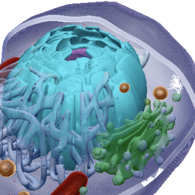 <p>Rough endoplasmic reticulum</p>