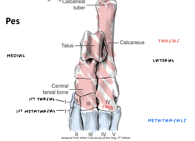 <p>The calcaneal tuber, talus, calcaneus, central tarsal bone, and metatarsals are all structures within the…</p>