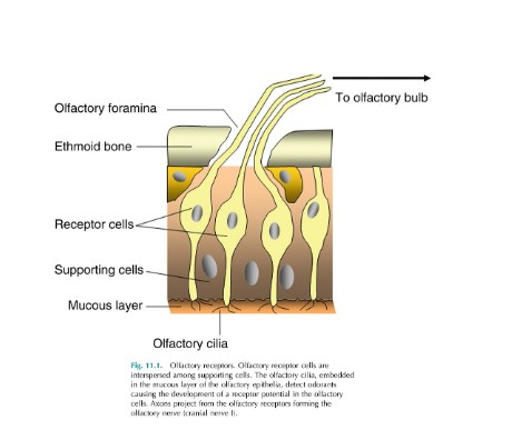 <p>Where is the olfactory epithelium located</p>