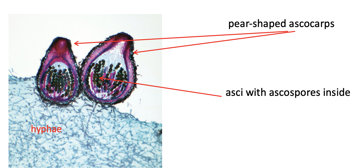 <p>A type of ascomycota </p><p>The pear shaped things are <strong>ascocorp</strong></p><p>Inside the ascocarp are <strong>ascospores</strong></p><p>These sit on top of the blue squiggles, the <strong>hyphae</strong> </p>