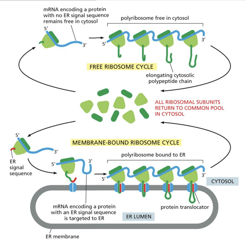 <p>1: Ribosome with “Signal Sequence” bonds to other ribosomes in cytosol</p><p>2: Polysome line translocates RNA into membrane</p>