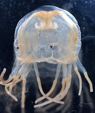 <p>Know what a box Jellyfish looks like</p>