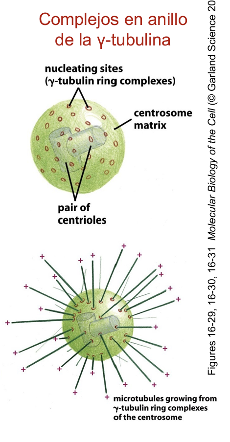 <p>Está formado por un par de <strong>centriolos dispuestos de manera perpendicular entre ellos</strong> (estructurados a su vez por microtúbulos/protofilamentos), embebidos en una masa amorfa y electrodensa denominada <strong>matriz centrosomal</strong> (<em>centrosome matrix</em>)</p>