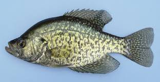 <p>Dorsal fins appear as one. Darker with patterns of black splotches instead of vertical stripes. </p>