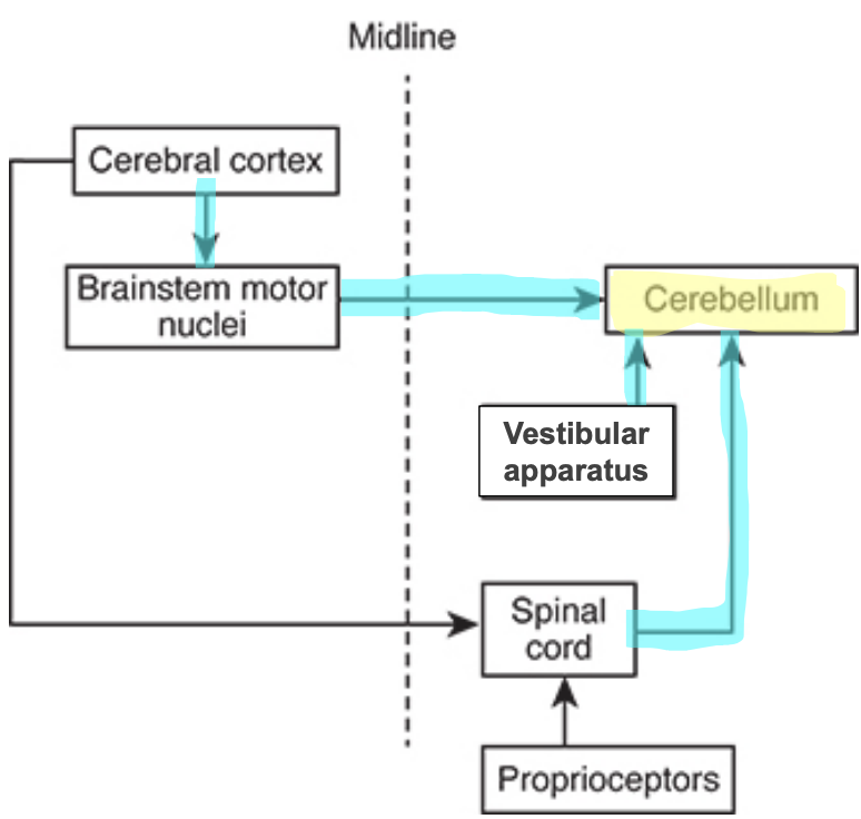 <p>*note: brainstem nuclei include: vestibular, pontine, reticular formation, inf. olivary nucleus </p>