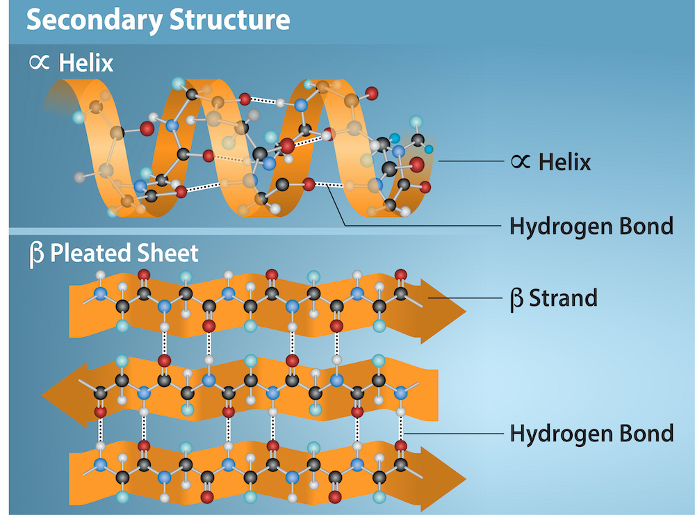 <p>The localized folding of a polypeptide chain into alpha helices and beta sheets, stabilized by hydrogen bonds.</p>