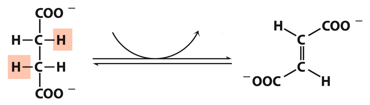 <p>What enzyme catalyzes this reaction? What are the intermediates, if any?</p>