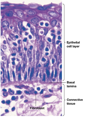 <p>Laminins Characteristics</p><ul><li><p>what do all forms of basal lamina contain?</p></li><li><p>what do cells do here?</p></li><li><p>what do MMPs do? why is this important?</p></li></ul><p></p>