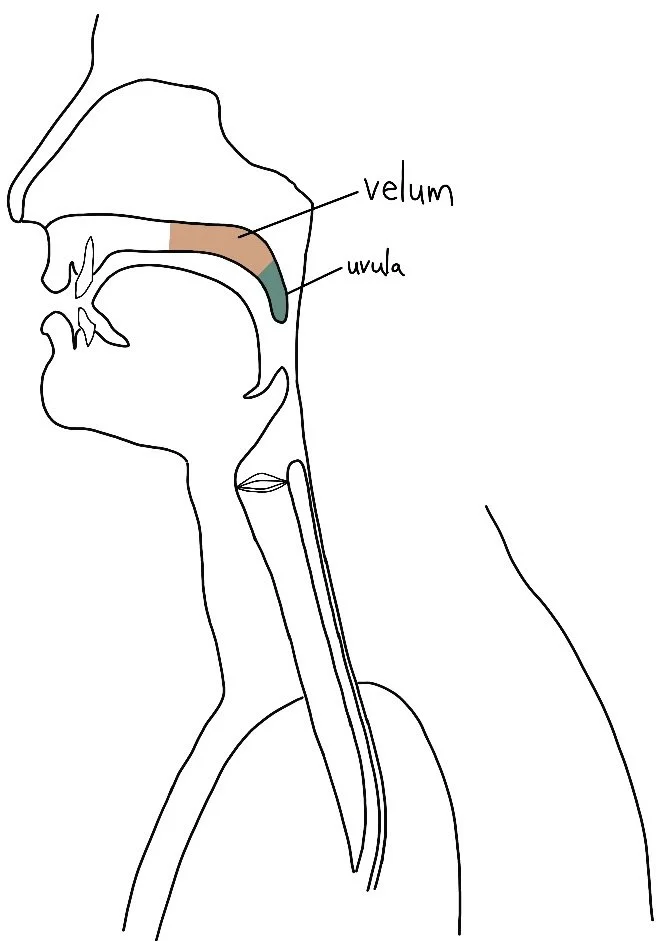 <p><span style="background-color: transparent;">The primary movements of the velum are: directing airflow</span></p><p></p><ul><li><p>up & back </p></li><li><p>down & forward </p></li></ul><p></p>