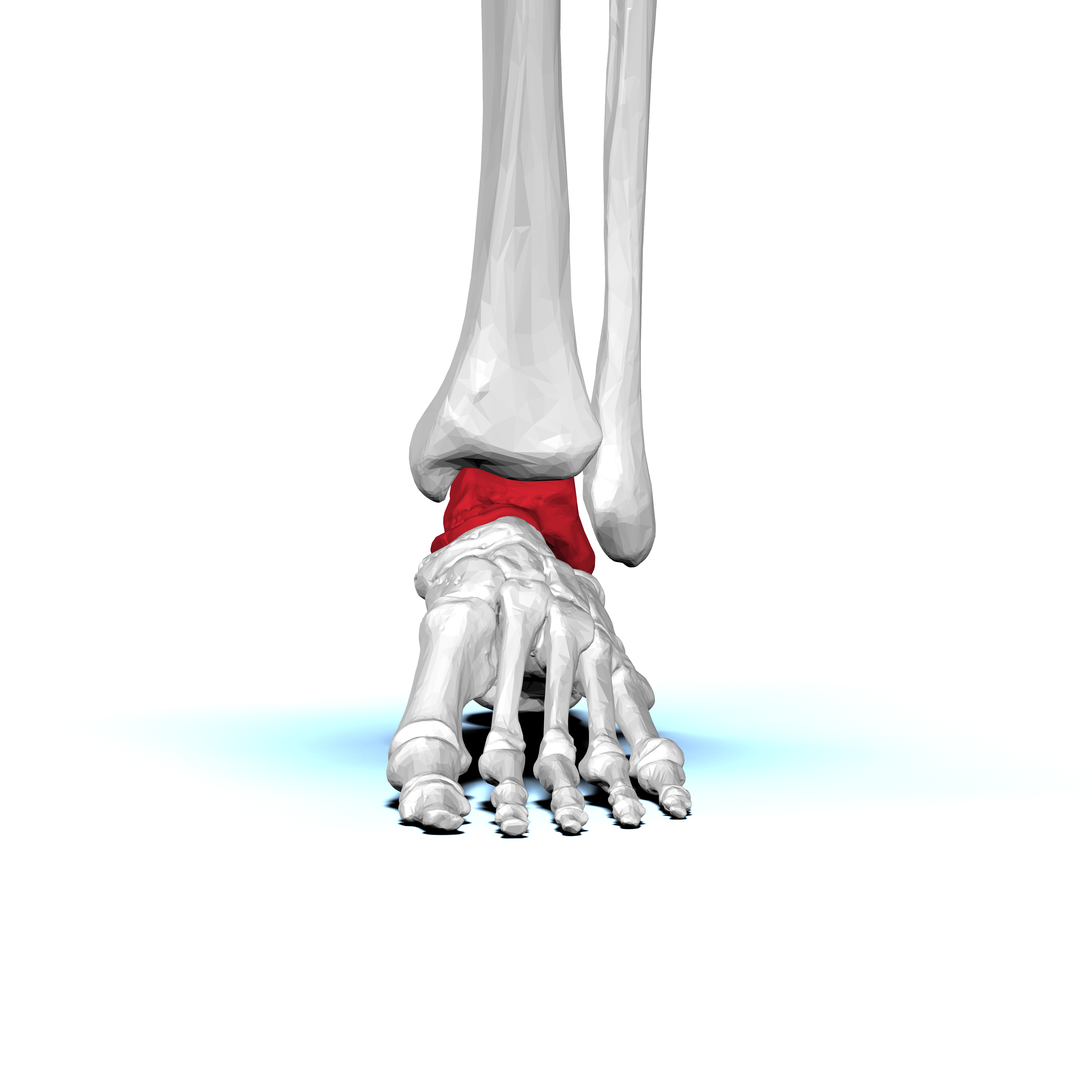<p>What foot bone is this?</p>