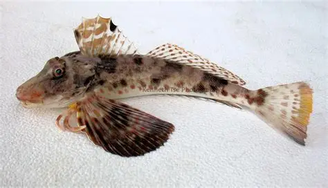<p>3 finger-like feelers on chin, wide fins, flattened head, leopard coat</p>