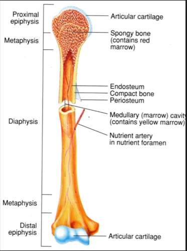 <p>Hyaline cartilage covers bone area within joints, provide cushioning and shock-absorption </p>