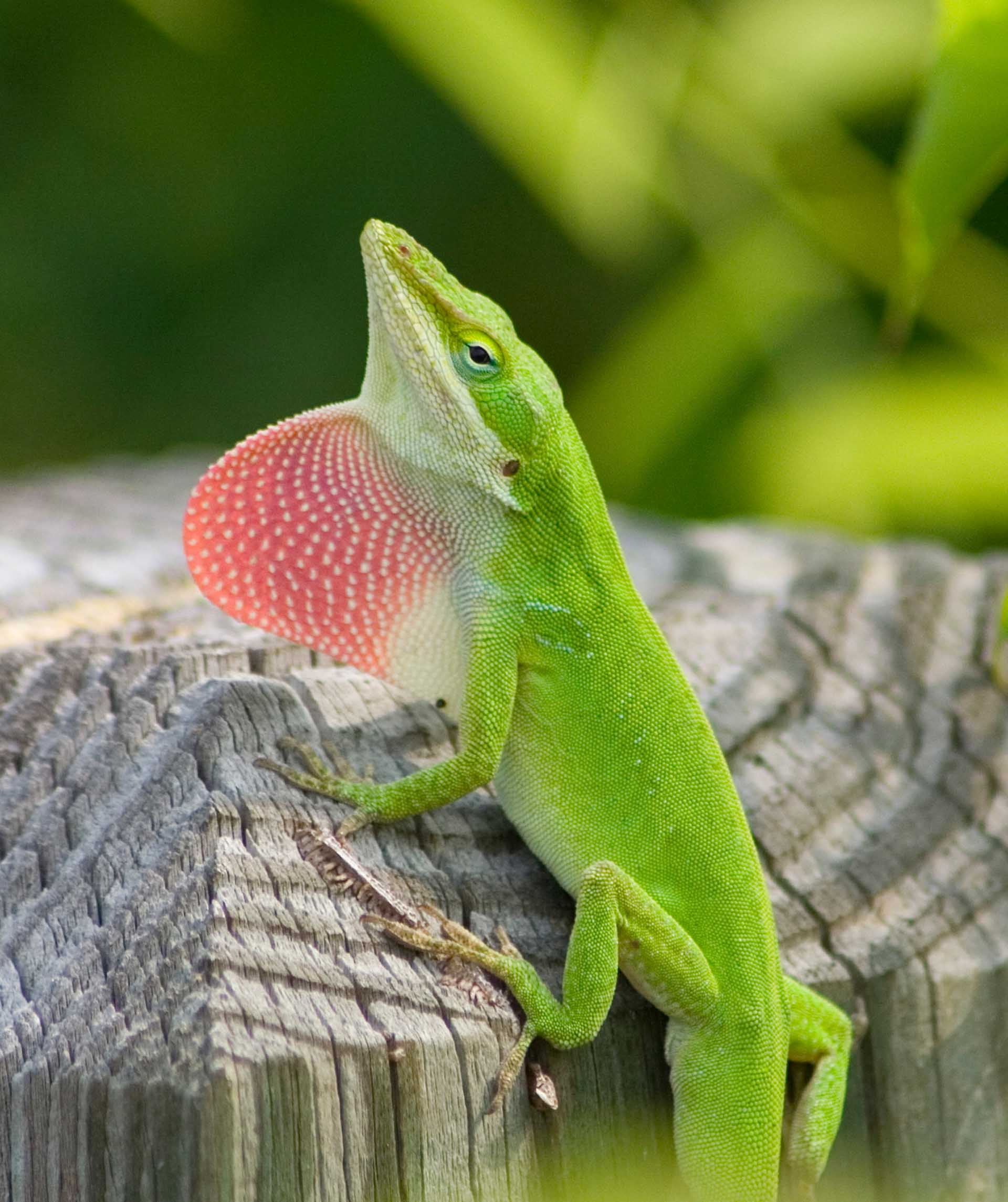 <p>Green Anole</p>