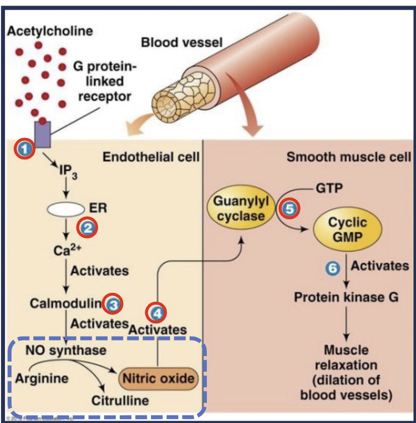 <p>Neurotransmitters are released (acetylcholine), and act on endothelial cells to stimulate nitric oxide (NO) synthesis. NO diffuses to neighboring smooth muscle cells and activates guanyl cyclase, synthesizing cyclic GMP leading to muscle cell relation and blood vessel dilation</p><p>Application: Nitroglycerin dilates blood vessels</p>