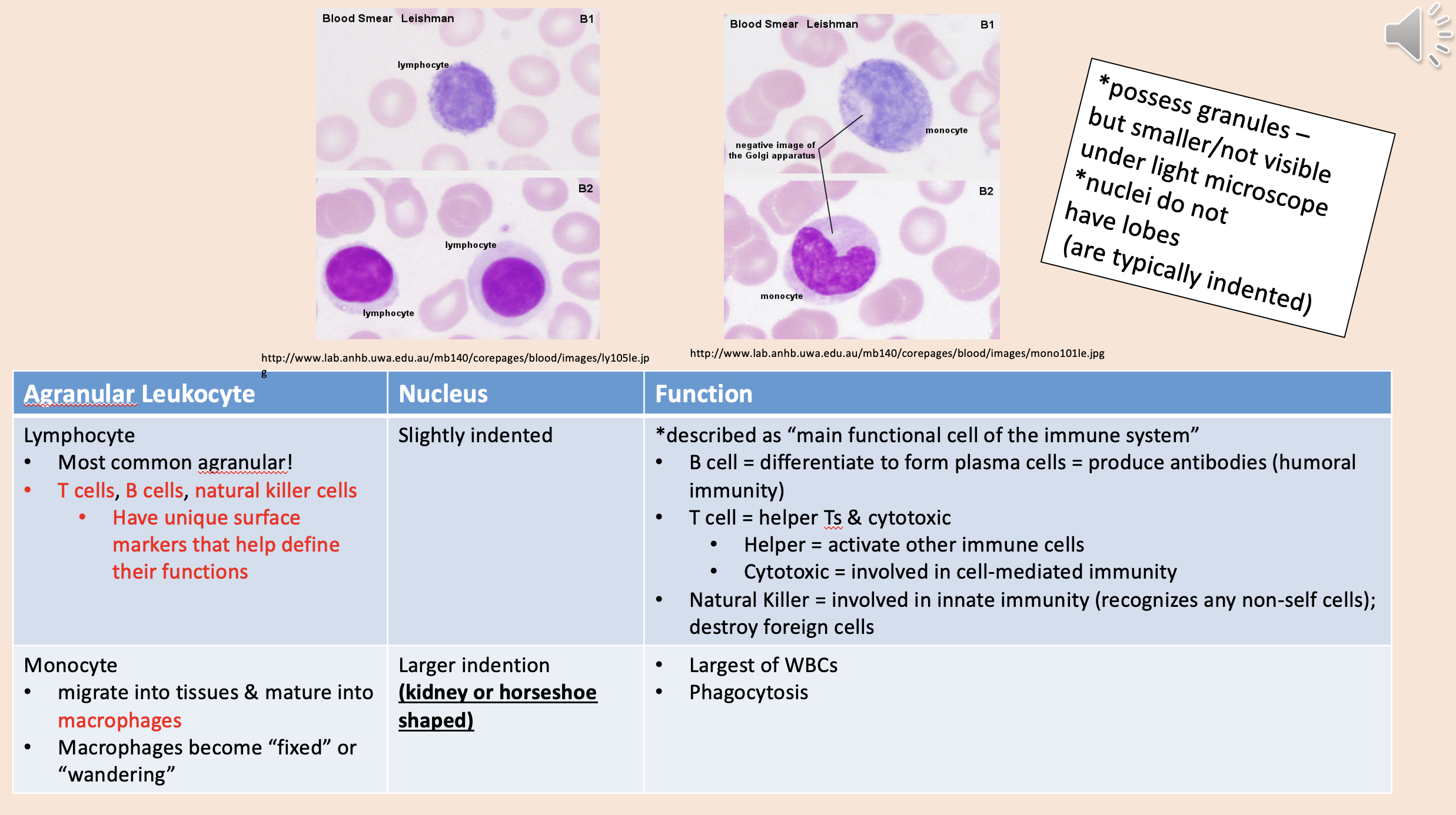 <p><span>monocyte</span></p>