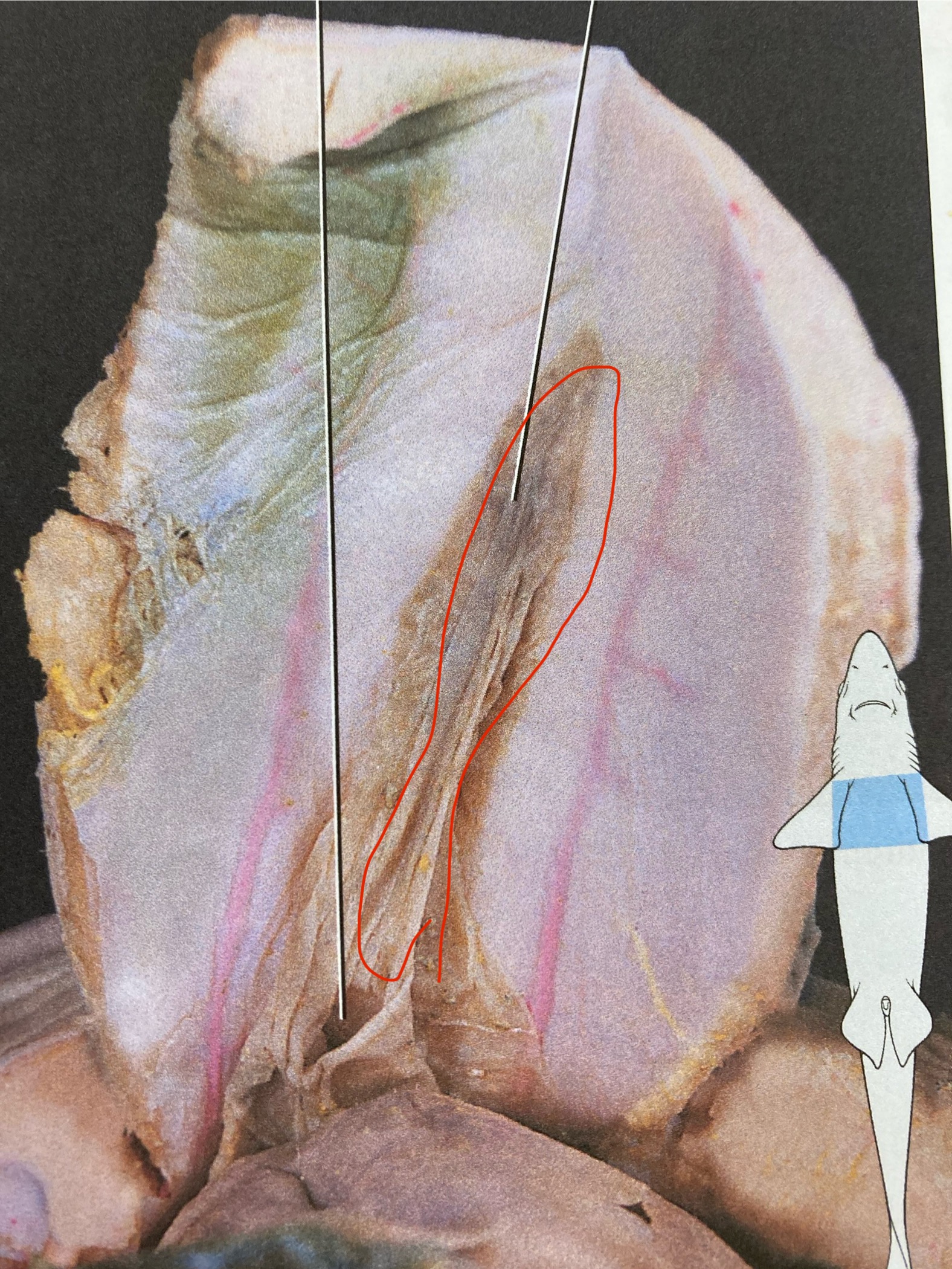 knowt flashcard image