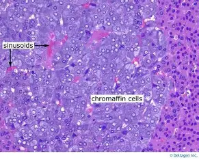 <p>Medulla / darker spot = reticularis</p>