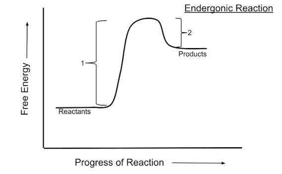 <p>require an input of energy and products contact more energy than reactants </p>