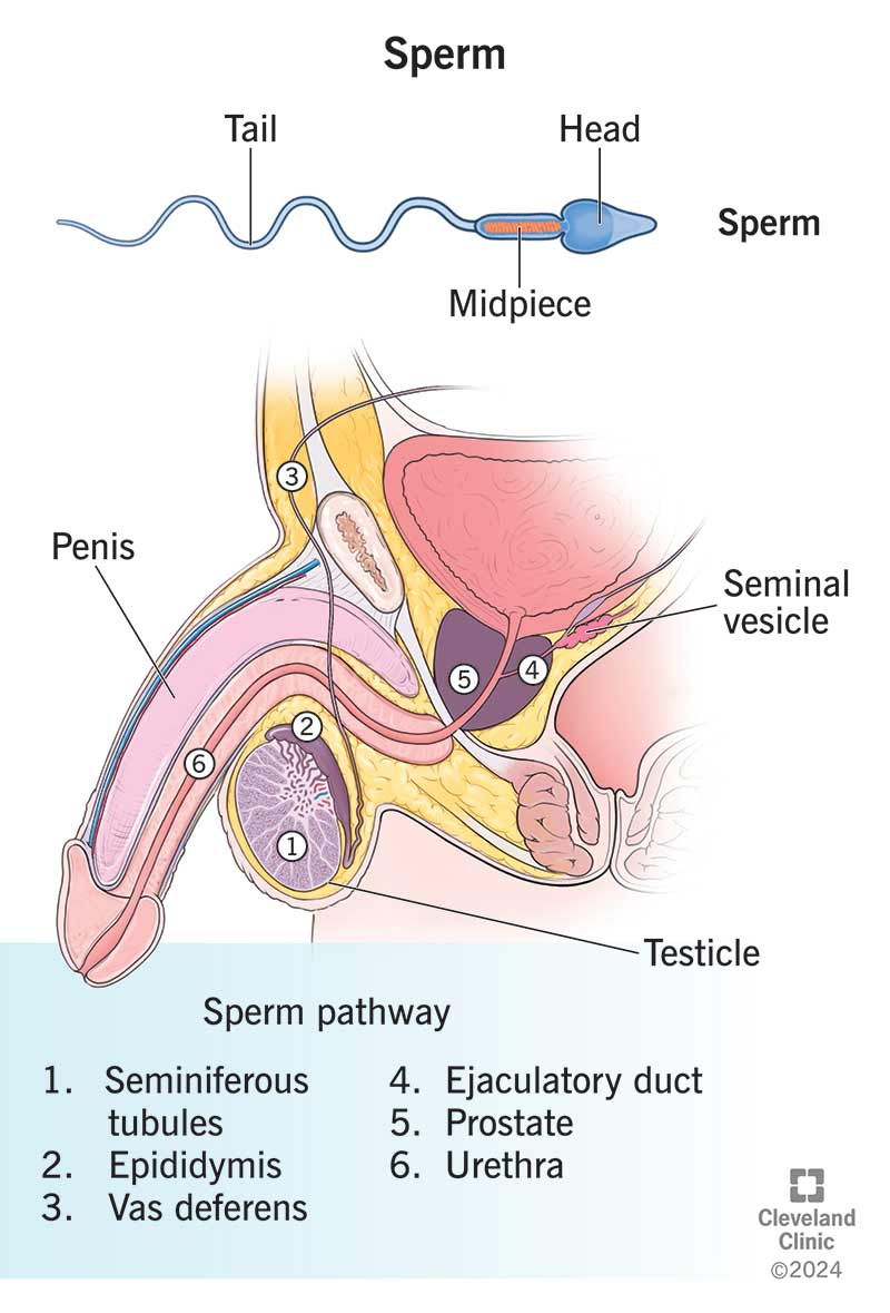 <p>Gonads produce gametes (sperm/oocytes) and hormones; associated organs transport/store gametes; mammary glands produce milk</p>