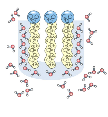 <ul><li><p>only lipid portions at the edge of the cluster force the ordering of water</p></li><li><p>fewer water molecules are ordered, and entropy is increased</p></li></ul><p></p>