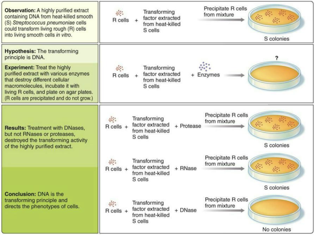 <ul><li><p>The Avery, MacLeod and McCarty Experiment (1940s): Is DNA, RNA or protein the causative agent of the “transformation” effect observed by Griffith</p></li></ul><p><u>Image</u></p><ul><li><p>Tested what molecule caused transformation in <span>Streptococcus pneumoniae</span>.</p></li><li><p>Extract from heat-killed S cells could transform R cells → S cells.</p></li><li><p>Added enzymes that destroy molecules: protease (protein), RNase (RNA), DNase (DNA).</p></li><li><p>Transformation still occurred with protease and RNase, but stopped with DNase.</p></li><li><p>Conclusion: DNA is the transforming principle (genetic material).</p></li></ul><p></p>