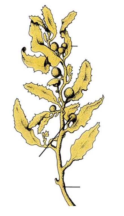 <p>Label the structures of the thallus of Sargassum brown moss.</p>