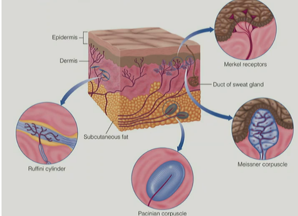 <ul><li><p>have <u>mechanically-gated ion channels</u> (where it changes shape aka physically/mechanically deforms to let ions pass to make an AP)</p></li><li><p>different mechanoreceptors in the skin respond to different types of touch forces <u>depending on </u><strong><u>where </u></strong><u>force applied on skin</u> &amp; <strong><u>what </u></strong><u>force is perceived </u></p><ul><li><p>(aka <u>different mechanoreceptors respond to different touch forces</u>)</p></li></ul></li></ul><p>__</p><p>every sensory system has sensory <u>epithelium</u> where <u>transduction</u> cells live, which take outside stimulus/energy &amp; transduce electrical activity that goes into the brain</p><ul><li><p>for the cutaneous system, the <u>transduction</u> cells <u>(aka sensory receptors)</u> live in the <u>skin</u></p></li></ul><p></p>