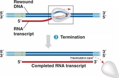 <p>newly formed RNA dissociates from RNA polymerase and transcription stops with pre-mRNA as the finished product</p>