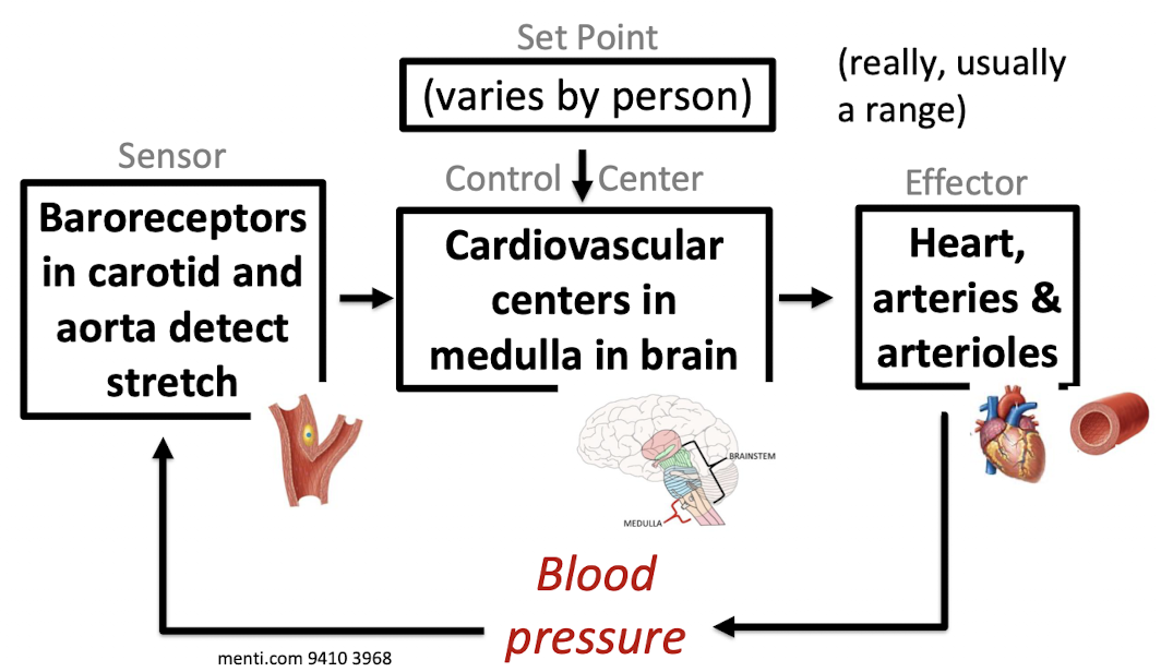 <ul><li><p>If blood pressure is low, heart rate increases & arteries & arterioles constrict, making blood pressure rise</p></li><li><p>If blood pressure is high, heart rate decreases & arteries & arterioles relax, making blood pressure fall</p></li></ul><p></p>