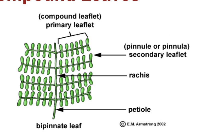 <p>Leaflet (last leaf at the end), Axillary bud.<br>Sub Categories: <br>Palmately Compound<br>Pinnately Compound<br>Bipinnate</p>