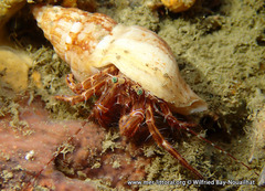 <p>- Up to 3 cm</p><p>- Tentacles grow up to 12mm</p><p>- Overall colour is brown with white stripes, the legs and claws have blue irregular spots, depending on the individuals they highlight the claws.</p><p>- The eyes of this species are a distinctive green colour</p>