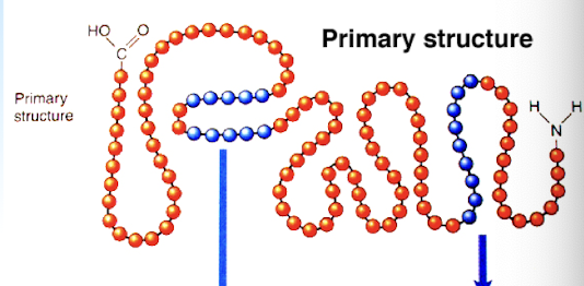 <p>sequence of residues making up the protein (chain of amino acids)</p>