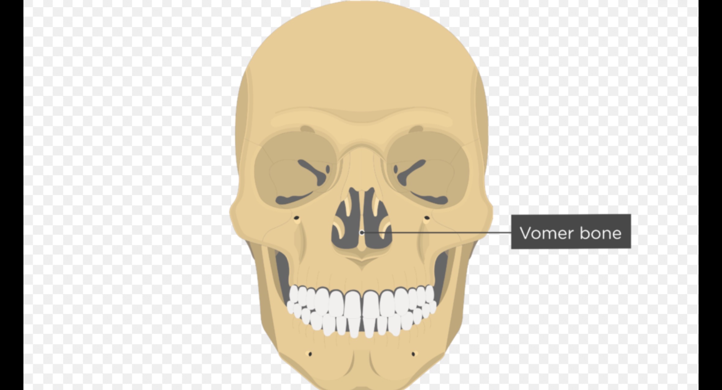 <p>Thin flat bone located along midline nasal cavity </p>