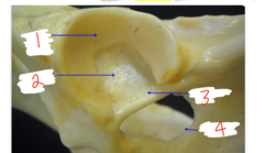 <p>what closes the obturator foramen</p>
