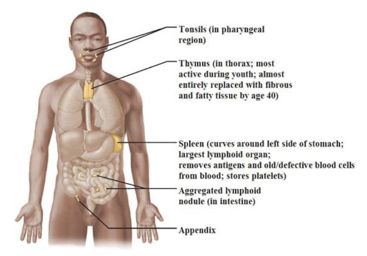 <p>Lymphatic organs</p>