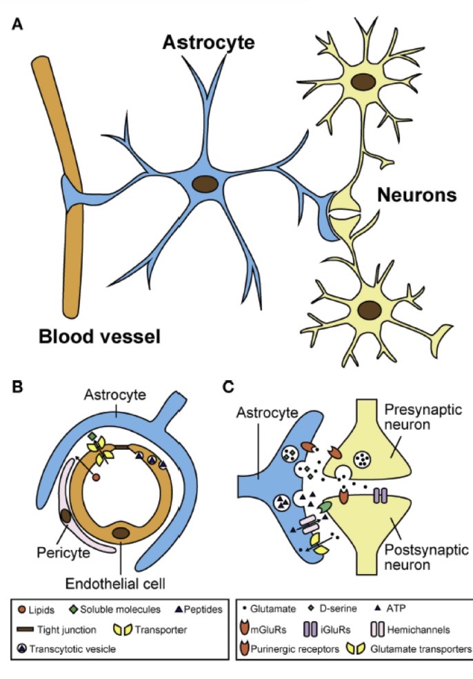 <ul><li><p>Häufigster und Größter Gliazelltyp</p></li><li><p>Sternförmige Morphologie</p></li><li><p>Stützendes Gerüst für Neurone</p></li></ul><p></p><p>Regulation des chemischen Millieus des Extrazellularraums</p><p>-Umhüllung von Synapsen</p><ul><li><p>Begrenzung der Ausbreitung von freigesetzten Neurotransmittermolekülen</p></li><li><p>Entfernung von Neurotransmittern aus dem synaptischen Spalt</p></li></ul><p>-Beteiligung an der Blut-Hirnschranke</p><p>-chemischer Signalaustausch mit Neuronen und anderen Astrozyten</p><p></p>