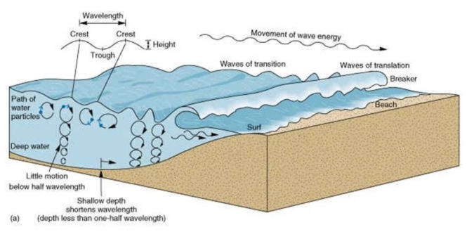 <p>- When wind blows across the surface of the sea, frictional drag move the water and creates small ripples and waves</p><p>- This leads to a circular orbital motion of water particles in the ocean</p>