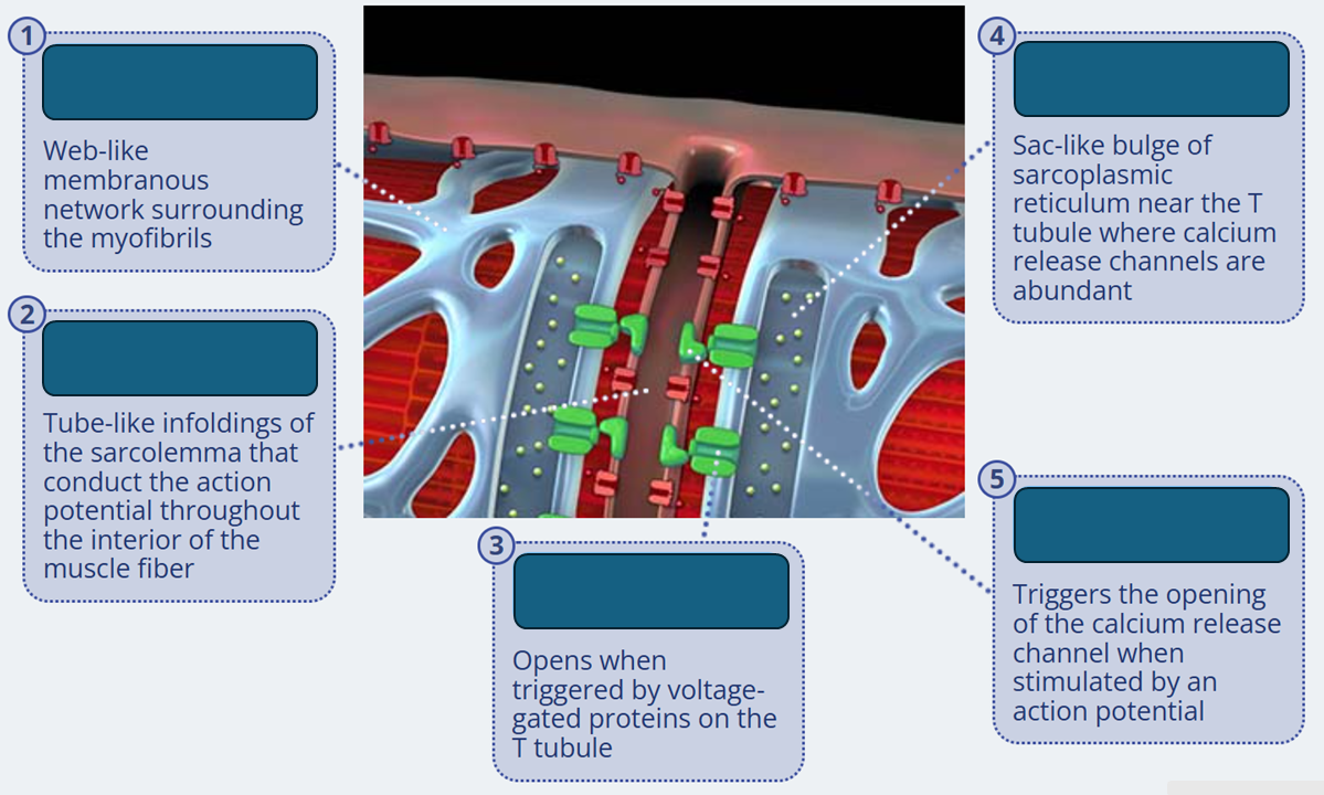 <p>calcium release channels </p>